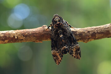Greater Death's-head hawkmoth (Acherontia lachesis)
These moths are easily distinguishable by the vaguely human skull-shaped pattern of markings on the thorax. 
They can mimic the scent of honey bees.