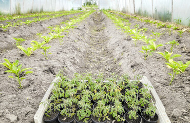 Seedlings and vegetables in an organic greenhouse plantation, selective focus.
