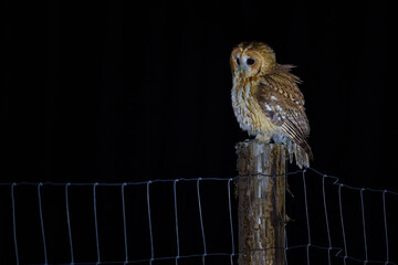 Tawny owl resting on a tree branch