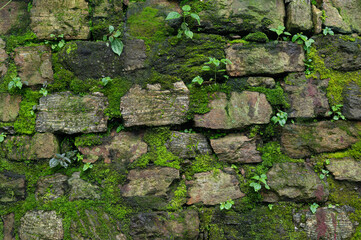 Lush green moss growth on old wall beside a path covered in fog at Mahakal Temple or Mahakal Mandir, Hindu temple dedicated to God Shiva and is an amalgamation of Hindu and Buddhist religions.