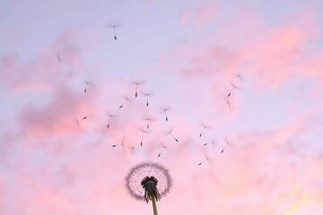 Dandelion Seeds Blowing in the Wind at Sunset with Dreamy Sky and Soft Golden Light