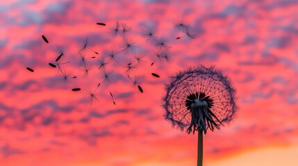 Dandelion Seeds Blowing in the Wind at Sunset with Dreamy Sky and Soft Golden Light
