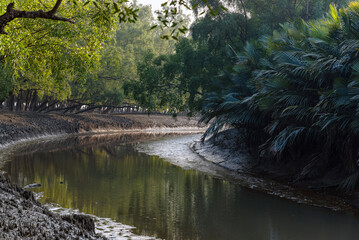 River in the forest at sundarban
