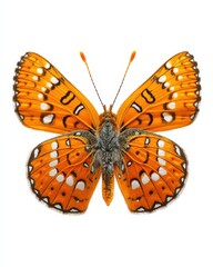 Fototapeta premium A vibrant orange butterfly with intricate black and white markings, isolated on a white background.
