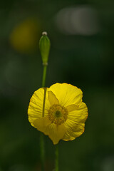 gelbe Island Mohnblüte