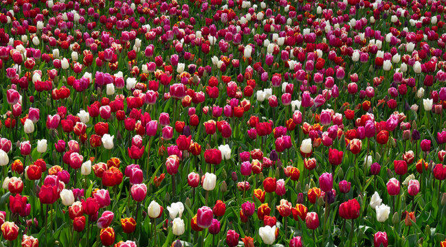 Tulips flowers blooming in the spring
