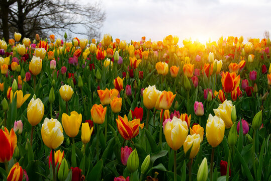 Tulips in the park in the sunlight