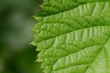 Green tree leaf close-up macro. Background abstract texture high quality detailed pattern wallpaper with copy space for text. Nature organic ecology minimalism concept