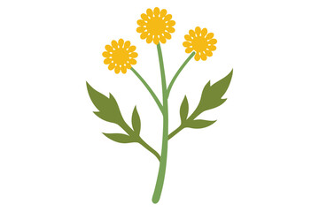 calendula flowers isolated on white