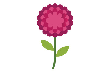 pink carnation flowers