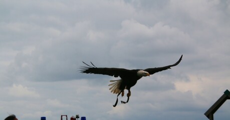 An American Bald Eagle in flight