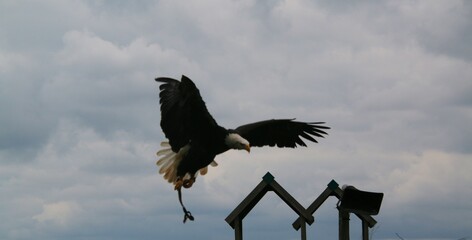 An American Bald Eagle in flight