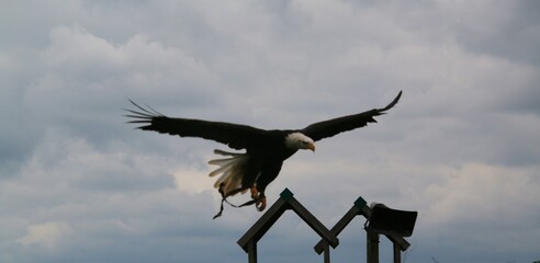 An American Bald Eagle in flight