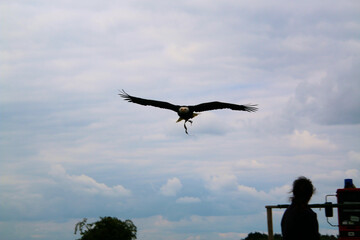 An American Bald Eagle in flight
