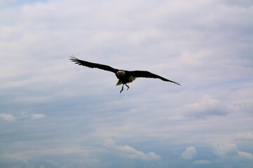 An American Bald Eagle in flight