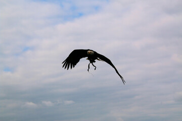 An American Bald Eagle in flight