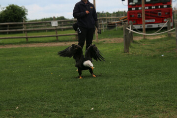 An American Bald Eagle on the ground