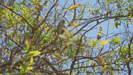 Parrot perched among green leaves and branches against a clear blue sky on a sunny day, showcasing vibrant natural outdoor scenery.