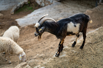 Goats and sheep grazing in the daylight, enjoying the sun in a peaceful day