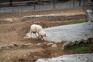 Goats and sheep grazing in the daylight, enjoying the sun in a peaceful day