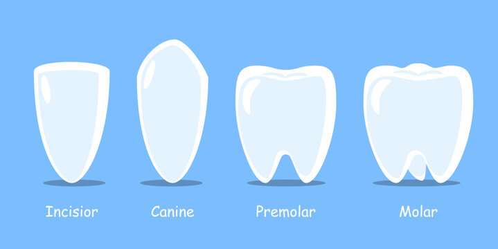 Types of human teeth . Dental cartoon illustration . Vector .