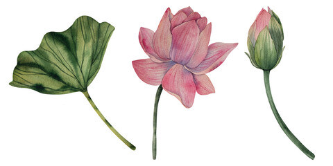 Hand drawn watercolor lotus flowers and leaf. Tropical flower of waterlily. Nature botanical illustration for packaging, branding, fabric, wedding design, decor, print.