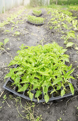 Vegetable seedlings in an organic greenhouse plantation, selective focus.