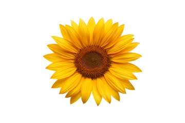 Bright and Beautiful Sunflower Against a Neutral Gray Background, Center Focus transparent background Generative AI