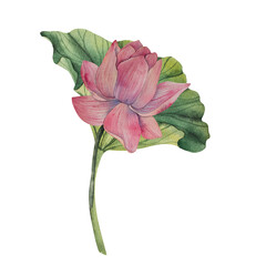 Hand drawn lotus watercolor illustration with blooming pink flower buds and green leaves. Watercolor style. Natural color palette. Perfect for prints packaging invitations decor eco projects