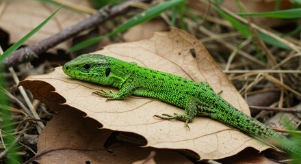 Fototapeta premium Bright green european sand lizard resting on a fallen leaf in its natural habitat, showcasing its intricate scale patterns and vibrant coloration in a close-up view