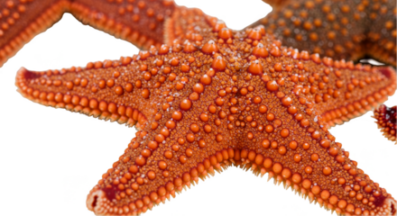 Transparent Background Image of Orange Starfish Marine Wildlife