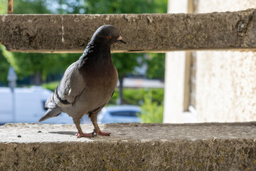 A dove sits on the steps of a concrete staircase