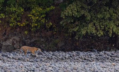 Female tigress  (Panthera tigris) at jungle hunting sanbar deer at jim corbett national park.