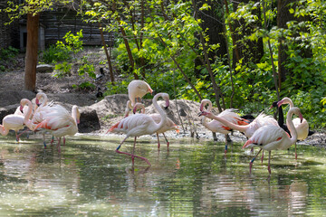 Naklejka premium pink flamingos stand in the water