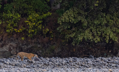 Female tigress  (Panthera tigris) at jungle hunting sambar deer at jim corbett national park.