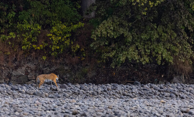 Female tigress  (Panthera tigris) at jungle hunting sanbar deer at jim corbett national park.