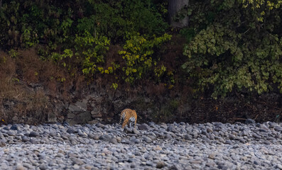 Female tigress  (Panthera tigris) at jungle hunting sanbar deer at jim corbett national park.