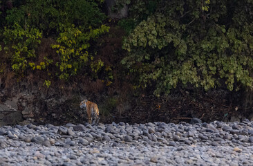 Female tigress  (Panthera tigris) at jungle hunting sanbar deer at jim corbett national park.