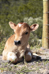 Adorable Mini Jersey baby cow calf © taleondiegues