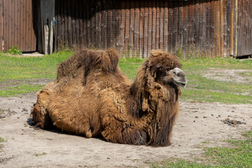 a two-humped camel lies on the ground