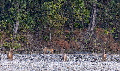 Female tigress  (Panthera tigris) at jungle hunting sanbar deer at jim corbett national park.