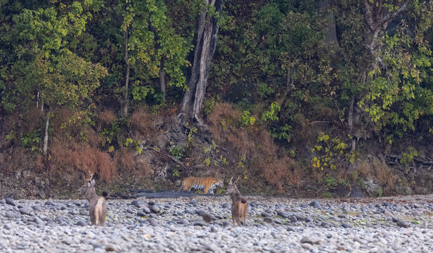 Female tigress  (Panthera tigris) at jungle hunting sanbar deer at jim corbett national park.