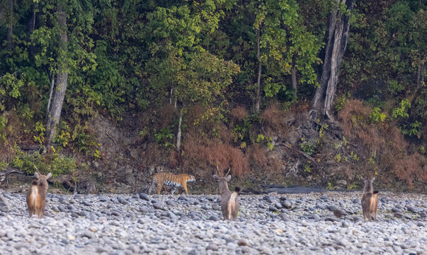 Female tigress  (Panthera tigris) at jungle hunting sanbar deer at jim corbett national park.