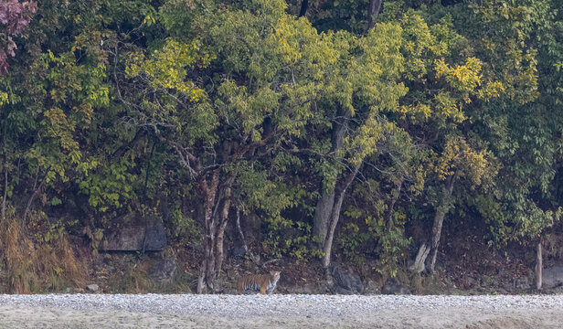 Female tigress  (Panthera tigris) at jungle hunting sanbar deer at jim corbett national park.
