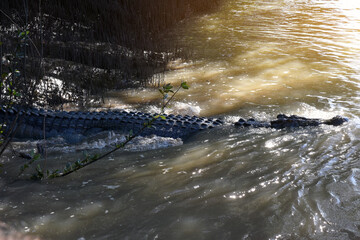 A ferocious Saltwater Crocodile (Crocodylus porosus) at Adelaide River in Australia’s outback,...