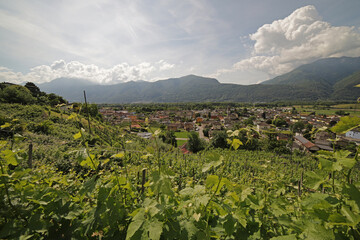 Vineyards in Ticno Canton, Switzerland