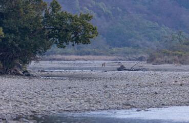 Female tigress  (Panthera tigris) at jungle hunting sambar deer at jim corbett national park.