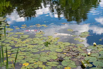 Koi carp in a water lily pond. Two koi carp swim beneath the water s surface among water lilies. The reflection of the blue sky and the trees creates a harmonious interplay of colors and nature.
