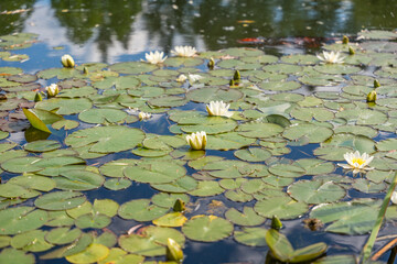 White Water Lilies in Full Bloom. Several white water lilies open amidst dense green lily pads on a...