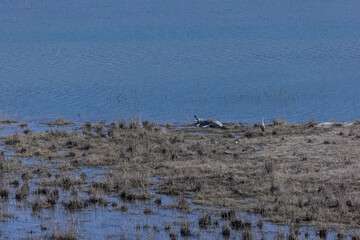 Crocodile (Crocodylidae) resting in ram ganga river at corbett national park.